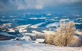 Small fragile tree covered with hoarfrost lonely grows Royalty Free Stock Photo