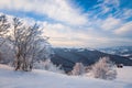 Small fragile tree covered with hoarfrost lonely grows Royalty Free Stock Photo