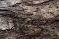 A small fragment of the bark of an old pine tree. Ecological natural background Royalty Free Stock Photo