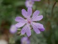 Small fragrant lilac flowers of Bulbous Crane`s-Bill in a meadow on a sunny spring day. Geranium tuberosum is a perennial plant i Royalty Free Stock Photo