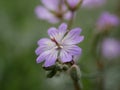 Small fragrant lilac flowers of Bulbous Crane`s-Bill in a meadow on a sunny spring day. Geranium tuberosum is a perennial plant i Royalty Free Stock Photo