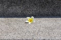 small frangipani flower on concrete steps in street of thailand, light and shadow, decoration