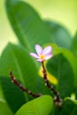 Small frangipani flowers