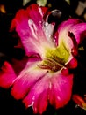 small frangipani flowers doused in rain water, beautiful flowers bloom