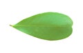 Small Frangipani leaf