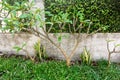 Small Frangipani Plants in Garden