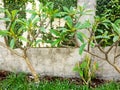 Small Frangipani Plants in Garden