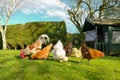 Small flock of free range hens seen in a private garden.