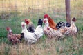 Small, free range flock of hens together with a cockerel, foraging for food in a large, private meadow. The birds are kept for