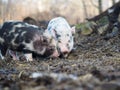Small free-range pigs. Pigs on a pig farm