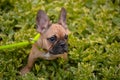 Small french buldog puppy walks among green grass