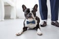 Small French Bulldog dog with bow tie next groom at wedding.