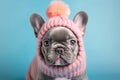 Small French Bulldog dog with funny pink knitted winter hat on blue background