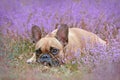 Small French Bulldog dog lying down between purple field of blooming heather `Calluna vulgaris` plants Royalty Free Stock Photo