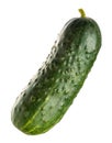 Small fresh cucumber. Isolate on white background Royalty Free Stock Photo