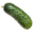 Small fresh cucumber. Isolate on white background Royalty Free Stock Photo
