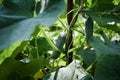 Small fresh cucumbers grow in the garden. Selective focus. agricultural background Royalty Free Stock Photo