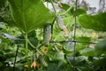 Small fresh cucumbers grow in the garden. Selective focus. agricultural background Royalty Free Stock Photo