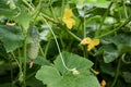 Small fresh cucumbers grow in the garden. Selective focus. agricultural background Royalty Free Stock Photo