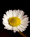 Small fresh daisy with water drop