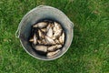 Small fresh fish catch in metallic pail on green grass. Top view