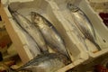 Small fresh fish in the covered market Royalty Free Stock Photo