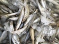 Small Fresh frozen fish in ice. Market in Thailand Royalty Free Stock Photo