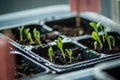 Small fresh green calendula or marigold seedlings just sprouted from the seeds