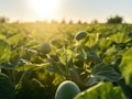 Small fresh green cucumber growing in the morning