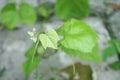 Small fresh green leaves of grapevine. Close-up of flowering grape vines, grapes bloom during day. Royalty Free Stock Photo