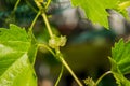 Small fresh green leaves of grapevine. Close-up of flowering grape vines, grapes bloom during theday. Agriculture Royalty Free Stock Photo