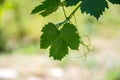 Small fresh green leaves of grapevine. Close-up of flowering grape vines, grapes bloom during theday. Agriculture Royalty Free Stock Photo