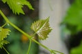 Small fresh green leaves of grapevine. Close-up of flowering grape vines, grapes bloom during theday. Agriculture Royalty Free Stock Photo