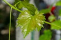 Small fresh green leaves of grapevine. Close-up of flowering grape vines, grapes bloom during theday. Agriculture Royalty Free Stock Photo