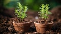 Small fresh green rosemary seedlings in brown plastic pots, ready for spring planting in the ground. Cultivation plants