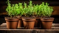 Small fresh green rosemary seedlings in brown plastic pots, ready for spring planting in the ground