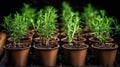 Small fresh green rosemary seedlings in brown plastic pots, ready for spring planting in the ground. Cultivation