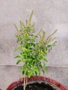 A small, fresh and green Tulsi plant Royalty Free Stock Photo