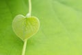 Small fresh heart shaped leaf on blurred green floral background closeup