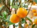 Small fresh oranges hanging on tree branch in garden Royalty Free Stock Photo