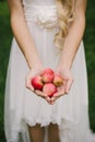 Small fresh red apples in the hands of a woman bride in a white dress Royalty Free Stock Photo