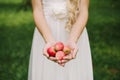 Small fresh red apples in the hands of a woman bride in a white dress Royalty Free Stock Photo