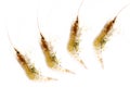 Small fresh shrimp, Crawfish small Royalty Free Stock Photo