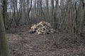 Small fresh wood alder ash tree pile in small forest grove wood nutwood