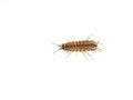 Asellus aquaticus waterlouse on white Royalty Free Stock Photo