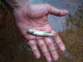Small freshwater fish holding in a hand Royalty Free Stock Photo