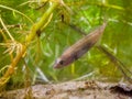 Small Freshwater Fish Ninespine Stickleback protecting territory