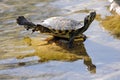 Small freshwater turtles warm up in the sun - trachemys