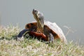 Small freshwater turtles warm up in the sun - trachemys