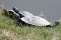 Small freshwater turtles warm up in the sun - trachemys